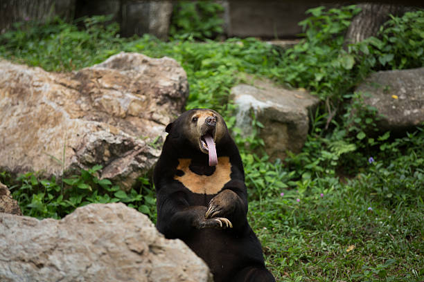istock malayan sun bear or honey bear in mating season 498379766