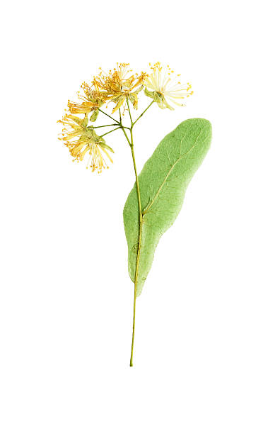 istock Pressed and Dried flower  Linden Isolated on white background. 498380134