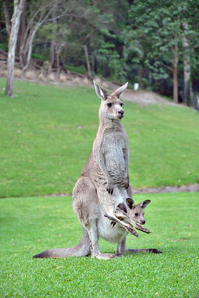 istock Cute Baby kangaroo Joey in Pouch 498380174