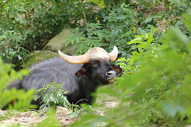 Gaur Gaur and nature gaur stock pictures, royalty-free photos & images