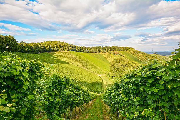 畑の秋のブドウ園、ワイン用のブドウハーヴェスト前に - danube river danube valley austria valley ストックフォトと画像