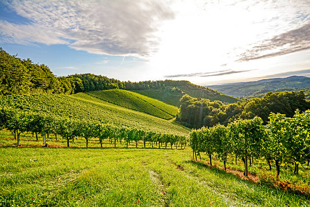 vines en el viñedo vino, uvas en otoño, antes de la extracción - danube valley danube river vineyard austria fotografías e imágenes de stock