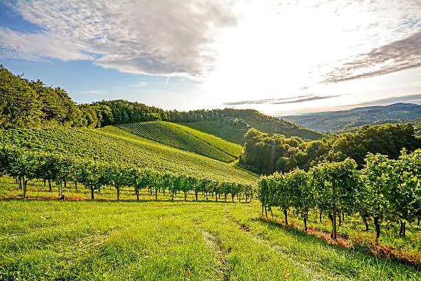 Vines in a vineyard in autumn - Wine grapes before harvest