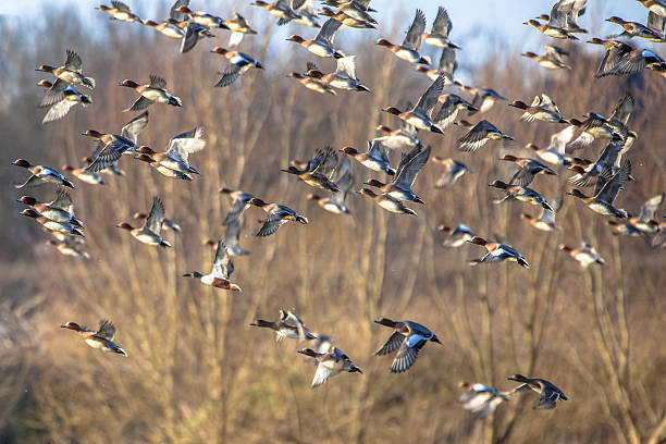 istock Flock of Eurasian wigeon (Anas penelope) in flight 498380554