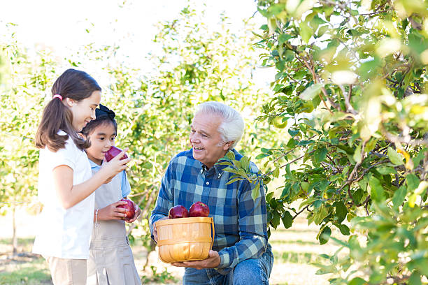 istock Senior farmer helping students pick apples during orchard field trip 498381068