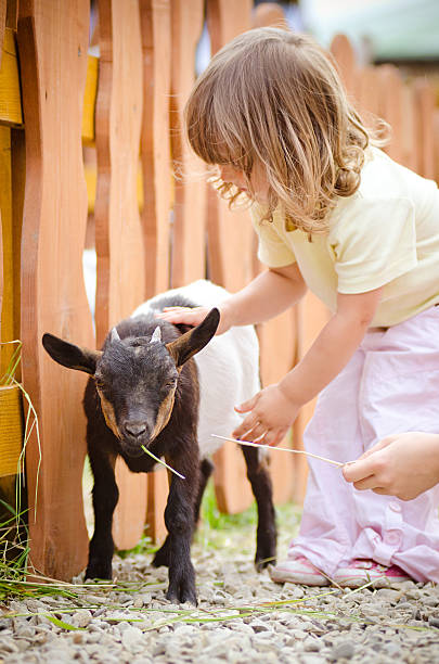 istock small pet and girl 498381778