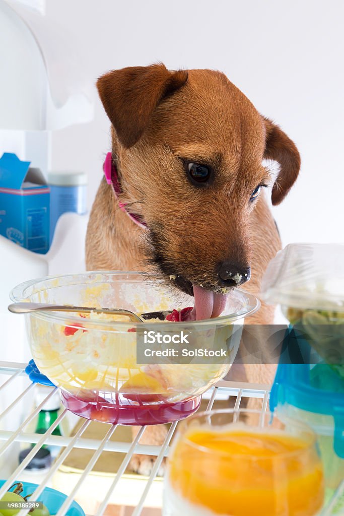 Sneaky Puppy Puppy dog eating Trifle out of fridge. Dog Stock Photo