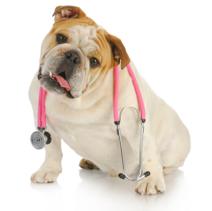 veterinary care - english bulldog with stethoscope around neck on white background