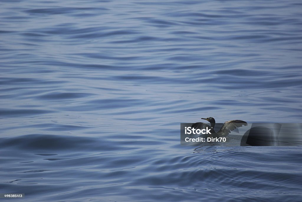 Cormorant drying its wings in the Sea of Marmara A cormorant swimming in the Sea of Marmara. The bird is spreading its wings to dry the feathers after having dived for Fish. The seas is blue, the image taken in the middle of a sunny day on the way from Istanbul to the Prince Islands. Aegean Turkey Stock Photo