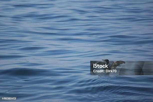 Cormorant Drying Its Wings In The Sea Of Marmara Stock Photo - Download Image Now - Aegean Turkey, Animal Body Part, Animal Wildlife