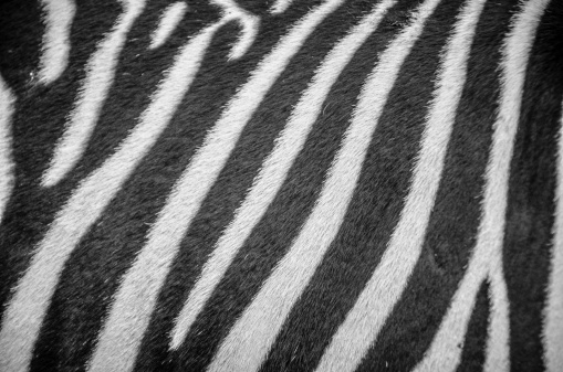 Closeup of a Zebra