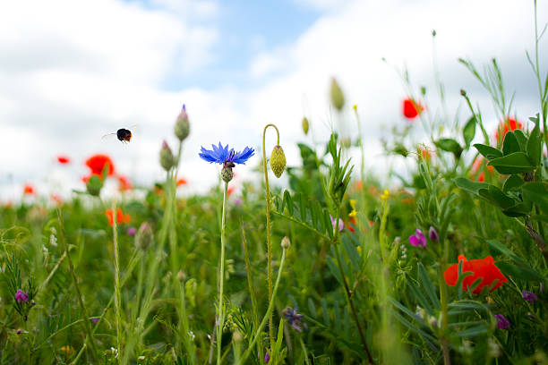 Colorful agricultural field with an earth bumblebee in departure.