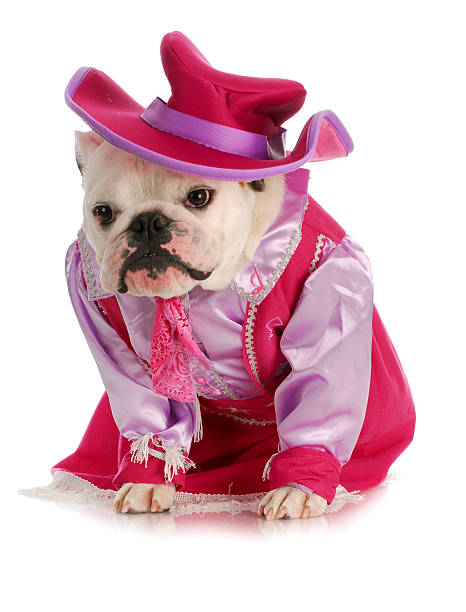 istock dog dressed up as cowgirl 498386159