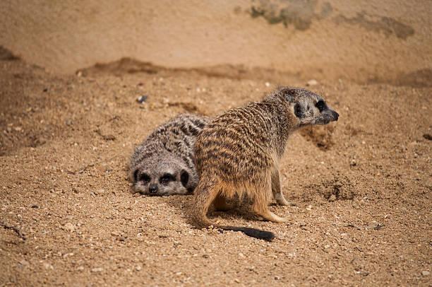 istock The meerkat or suricate in Lisbon Zoo 498386195