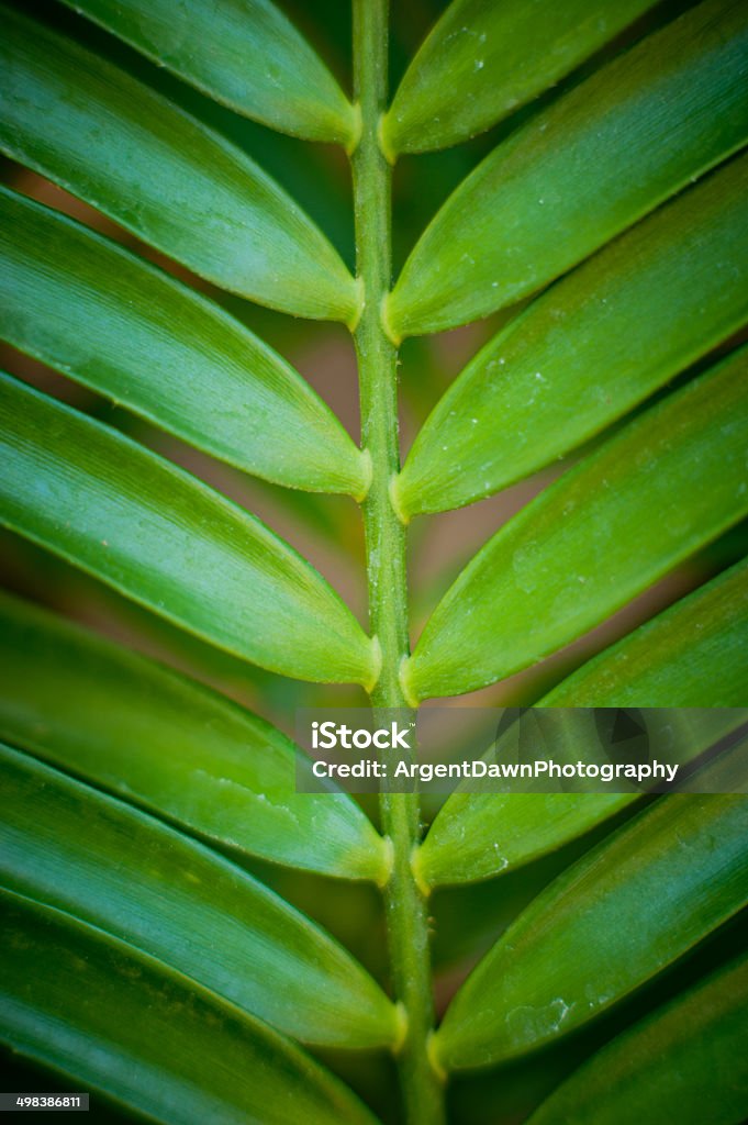 Зеленые растения и листья стебля - Стоковые фото Plant Size роялти-фри