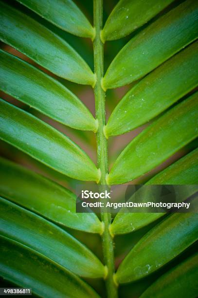 Зеленые Растения И Листья Стебля — стоковые фотографии и другие картинки Plant Size - Plant Size, Plant Type, Абстрактный