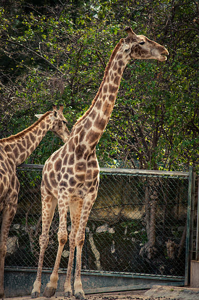 istock Giraffe in Lisbon Zoo 498387605