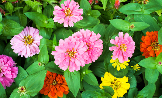 top view of colorful Zinnia flowers in garden