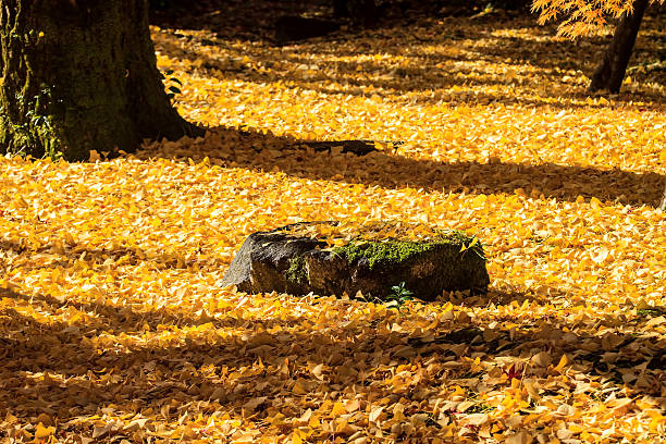 Autumn Japanese garden with maple in Kyoto,Japan