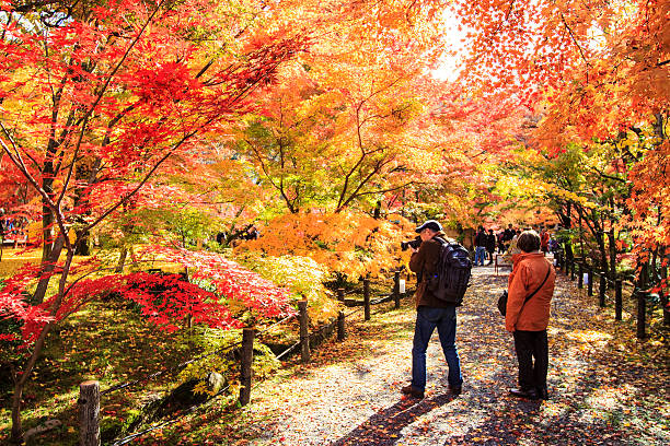 istock Autumn Japanese garden with maple 498389289