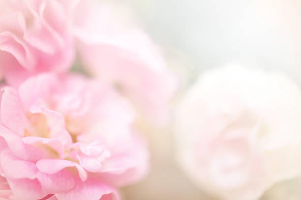 istock pink roses in soft color style 498389975