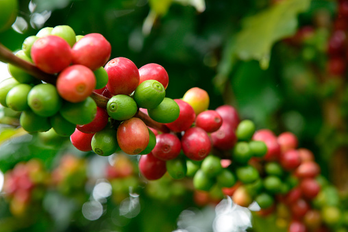 Fresh coffee beans growing on coffee trees with Selective Focus