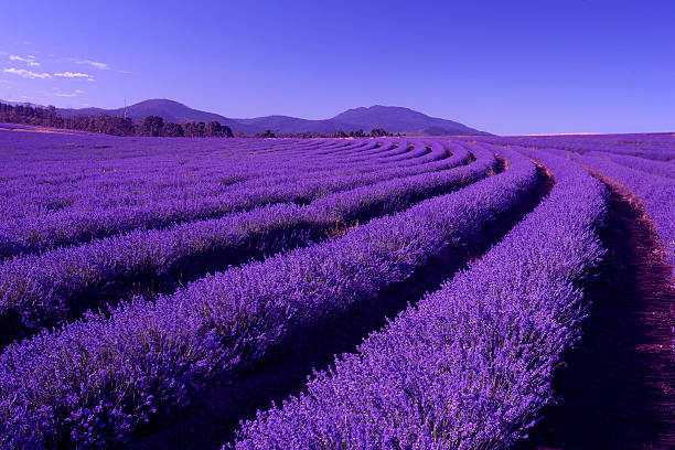 Lavender Farm at Nabowla, Tasmania, Australia stock photo
