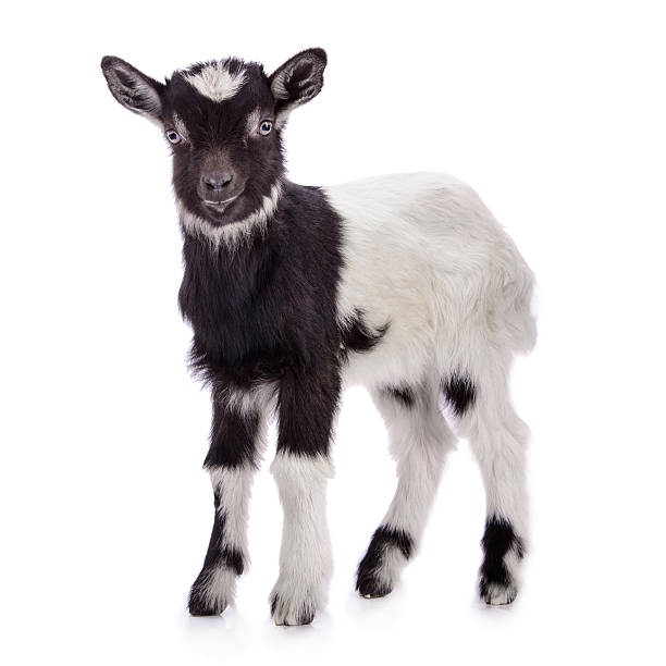 istock farm animal goat isolated 498392015
