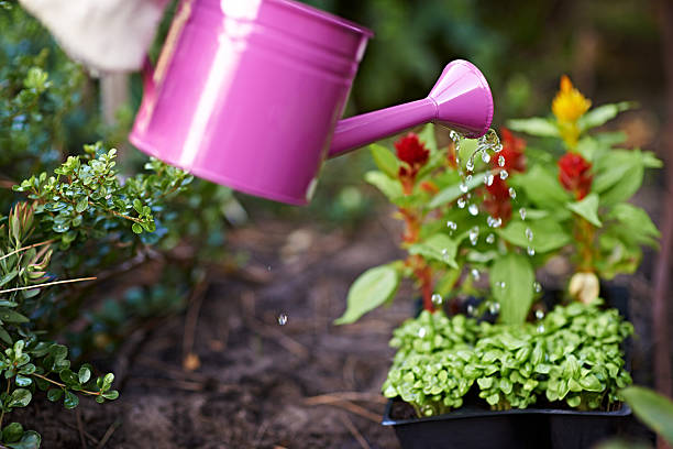Watering a daisy flower bed with a bright red and yellow watering can.