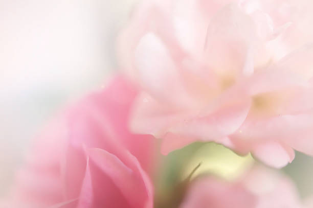 istock pink roses in soft color style 498392571
