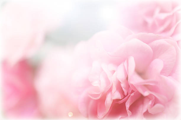istock pink roses in soft color style 498392579