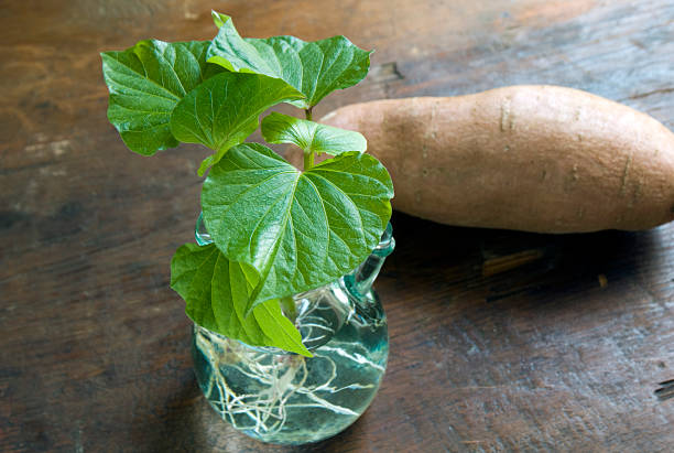 A small jar of water is holding sweet potato slips which are rooting before planting out.