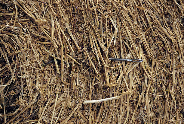 Digging Needle Hay Stack 490+ Needle In Haystack Stock Photos, Pictures & Royalty-Free Images ...