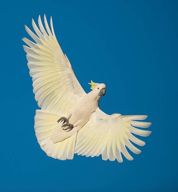 sulphur crested cockatoo sulphur crested cockatoo in flight sulphur crested cockatoo photos stock pictures, royalty-free photos & images