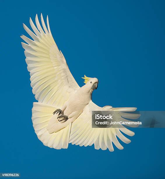 Sulphur Crested Cockatoo Stock Photo - Download Image Now - Cockatoo, Flying, Australia