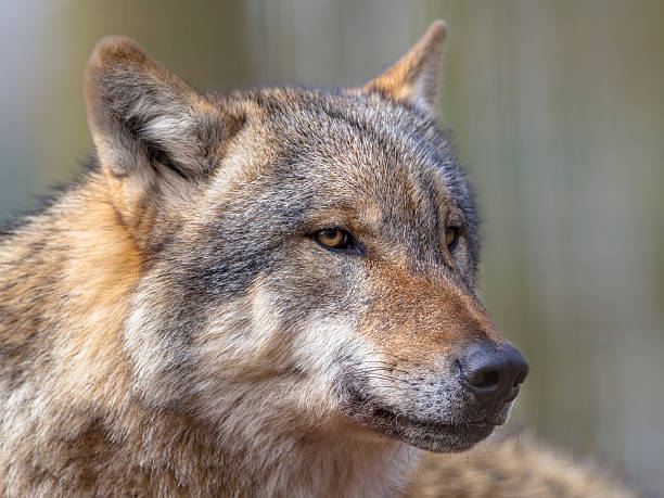 istock Portrait of Dangerous Grey Wolf 498396354