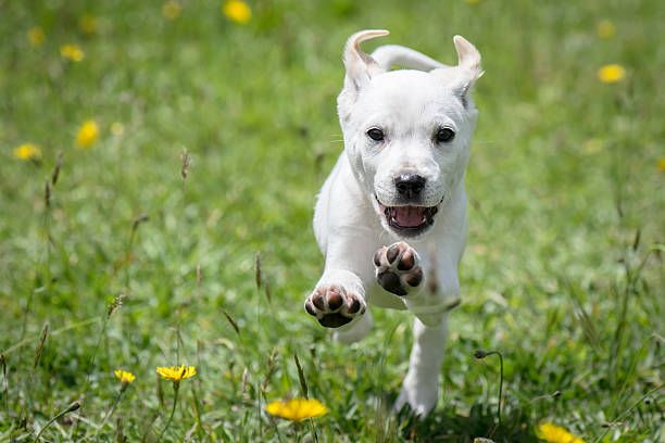 Running dog Beautiful baby dog running over the grass agility animal canine sports race stock pictures, royalty-free photos & images