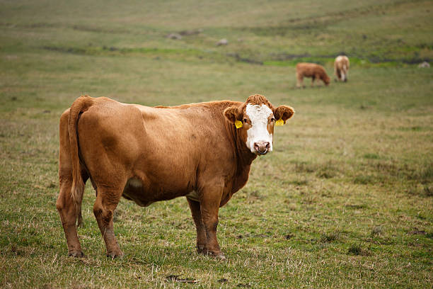 istock Cows grazing on autumn pasture 498397188