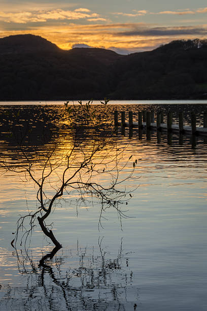 istock Lone Tree In Lake Coniston In The Lake District. 498397190