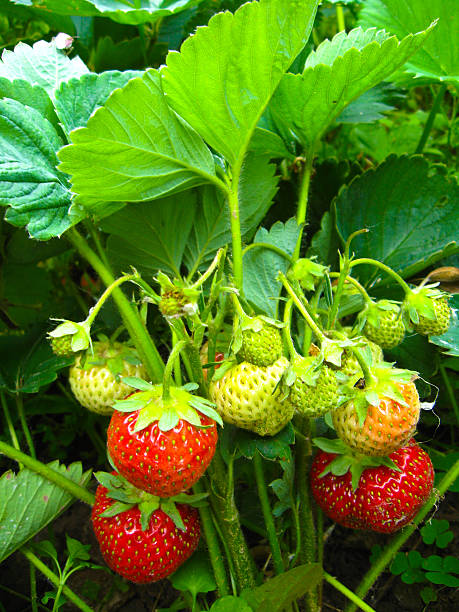 istock Set of a ripe strawberry 498397204