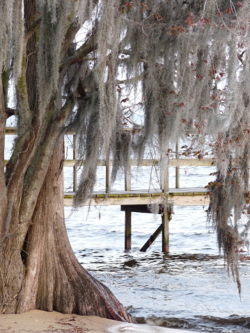 An ancient gnarled bald cypress tree, its low hanging branches covered in gray spanish moss, stands rooted into the sandy shore of Lake Waccamaw in North Carolina, USA.  The lake is one of the most unique bodies of water in the world and one of the greatest geological mysteries—the phenomenon of Carolina Bays with species of aquatic life found nowhere else.