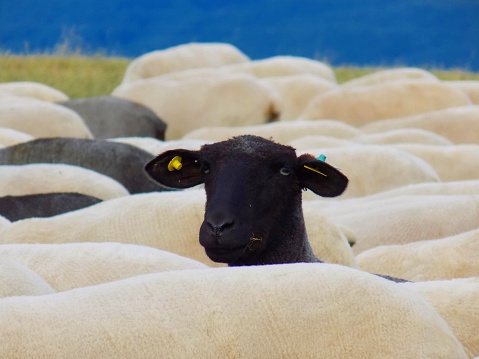 Black sheep between white sheep
