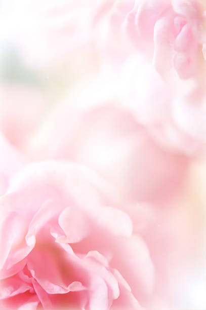 istock pink roses in soft color style 498397465