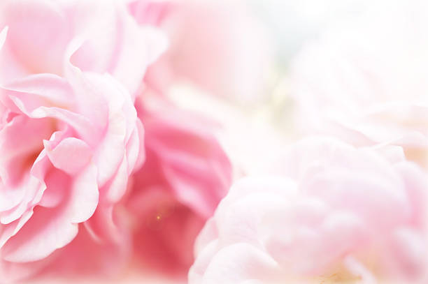 istock pink roses in soft color style for background 498397475