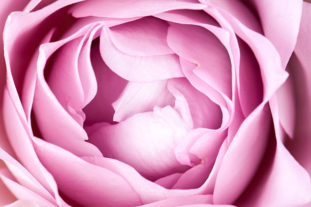 istock close-up of fresh rose flower 498397528