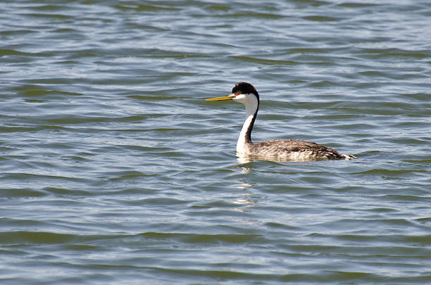 istock Western Grebe Swimming in the Lake 498397609