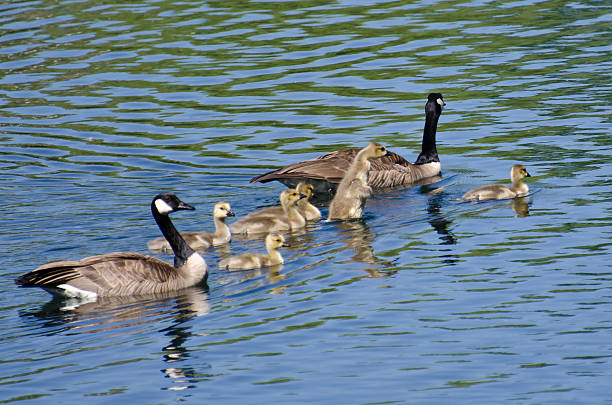 istock Cute Little Goslings Swimming with Parents 498397617