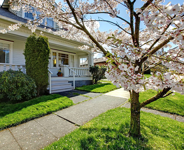 istock Little old cute house with a blooming cherry tree. 498397889