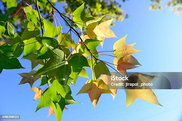 カエデの葉 - かえでの葉のストックフォトや画像を多数ご用意 - かえでの葉, オレンジ色, カエデ