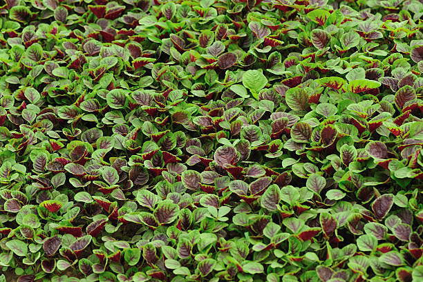 istock edible amaranth grow in vegetable garden 498398557